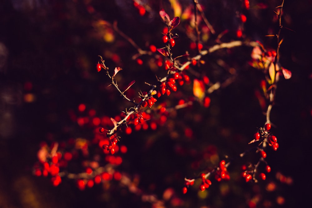 Red berries hanging from tree branches.