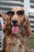 A golden-haired dog with long, curly fur is wearing sunglasses and has its tongue playfully sticking out. The setting appears to be outdoors with a blurred background that includes grass and metal corrugation.