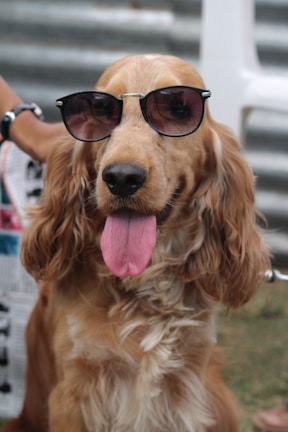 A golden-haired dog with long, curly fur is wearing sunglasses and has its tongue playfully sticking out. The setting appears to be outdoors with a blurred background that includes grass and metal corrugation.