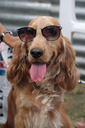 A golden retriever wearing oversized sunglasses and a goofy grin