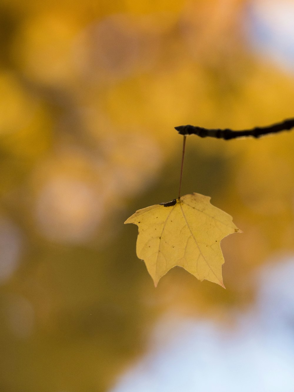 Foto a fuoco selettivo di Maple Leaf