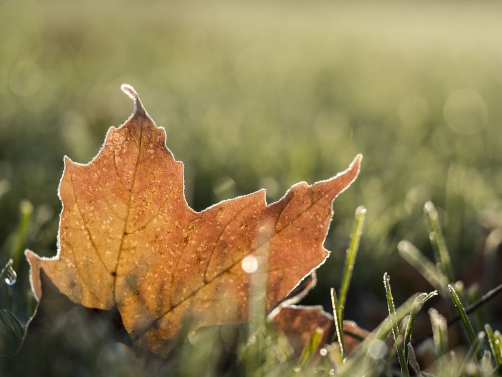 maple leaf