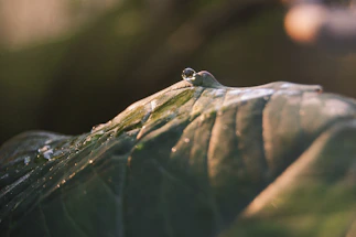 A serene close-up of a dark green leaf with morning dew drops reflecting soft light.