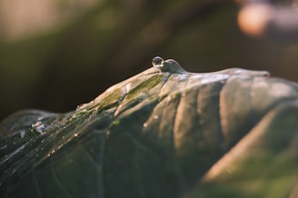 Close-up of a delicate green leaf with morning dew glistening in soft natural light.