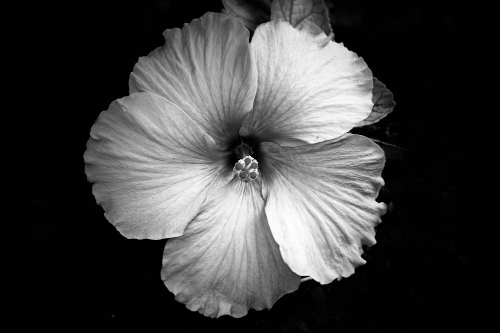 grayscale photography of flower