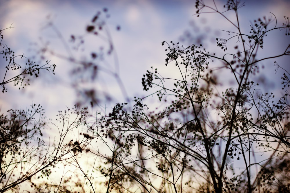 low-angle photography of tree