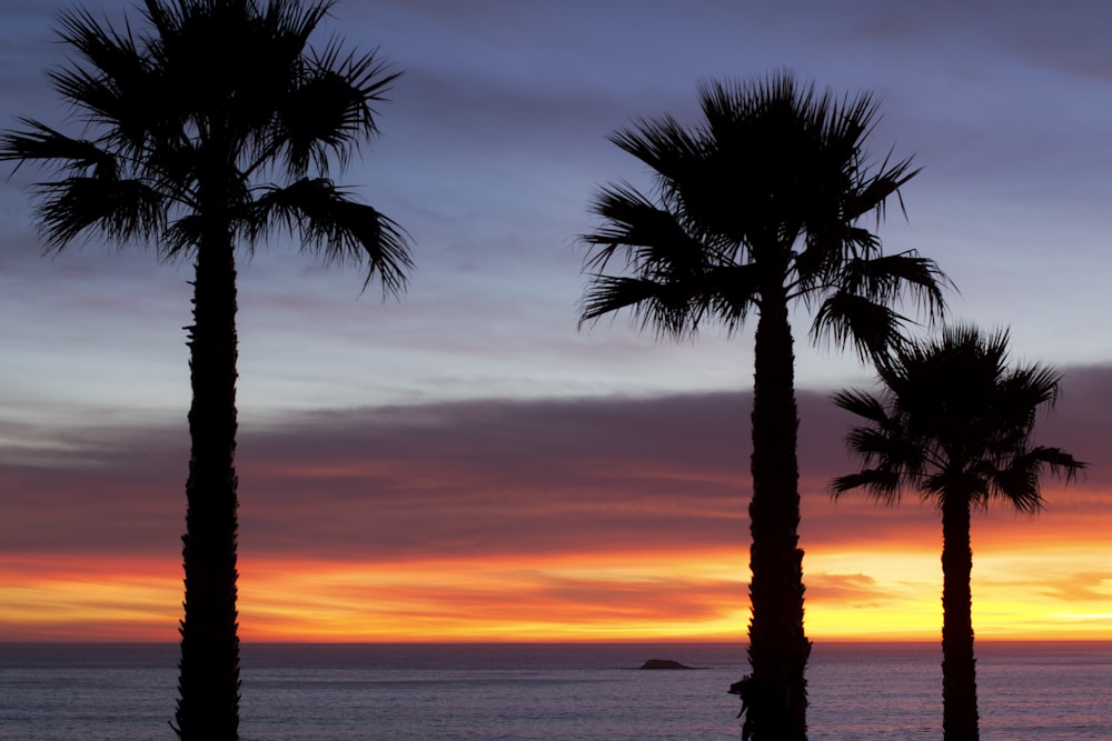 silhouette photography palm plant during golden hour