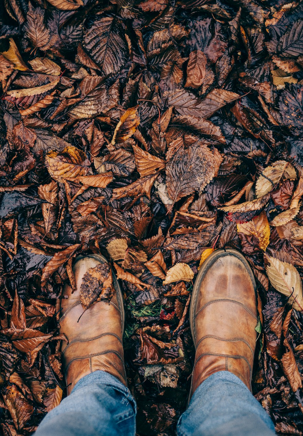 person stepping on dried leaves