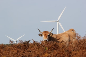 A light brown cow with horns stands amidst dry brown vegetation, with large white wind turbines visible in the background against a clear blue sky.