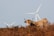 A light brown cow with horns stands amidst dry brown vegetation, with large white wind turbines visible in the background against a clear blue sky.