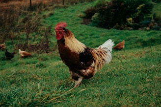 A vibrant rooster with rich brown, red, and white feathers stands prominently in a grassy field. In the background, several other chickens can be seen grazing. The setting is lush with dense green vegetation, and the grass appears freshly grown.