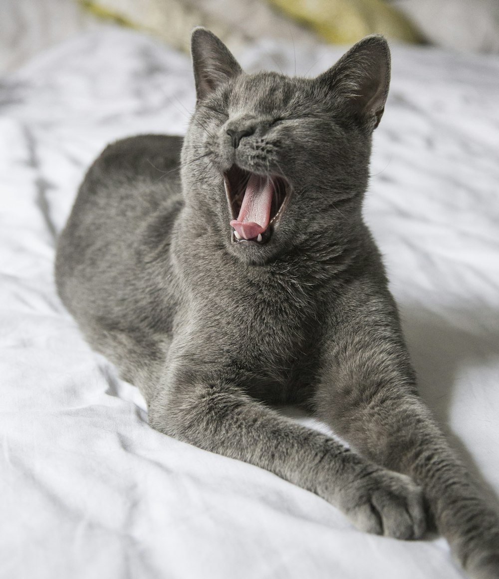 braune Katze auf weißem Schnee