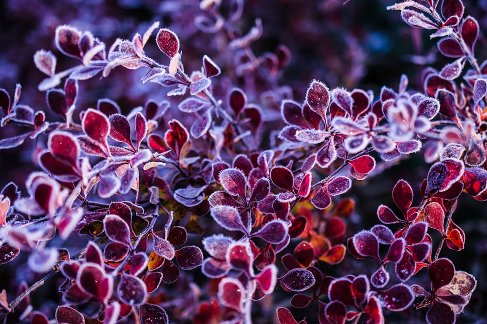 purple-leafed plant