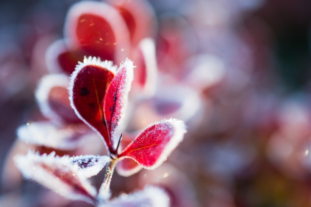 flash, frost, red-leaf plant