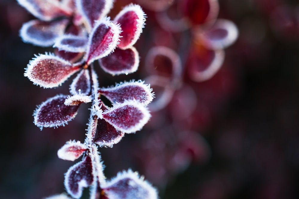 purple-leafed plant