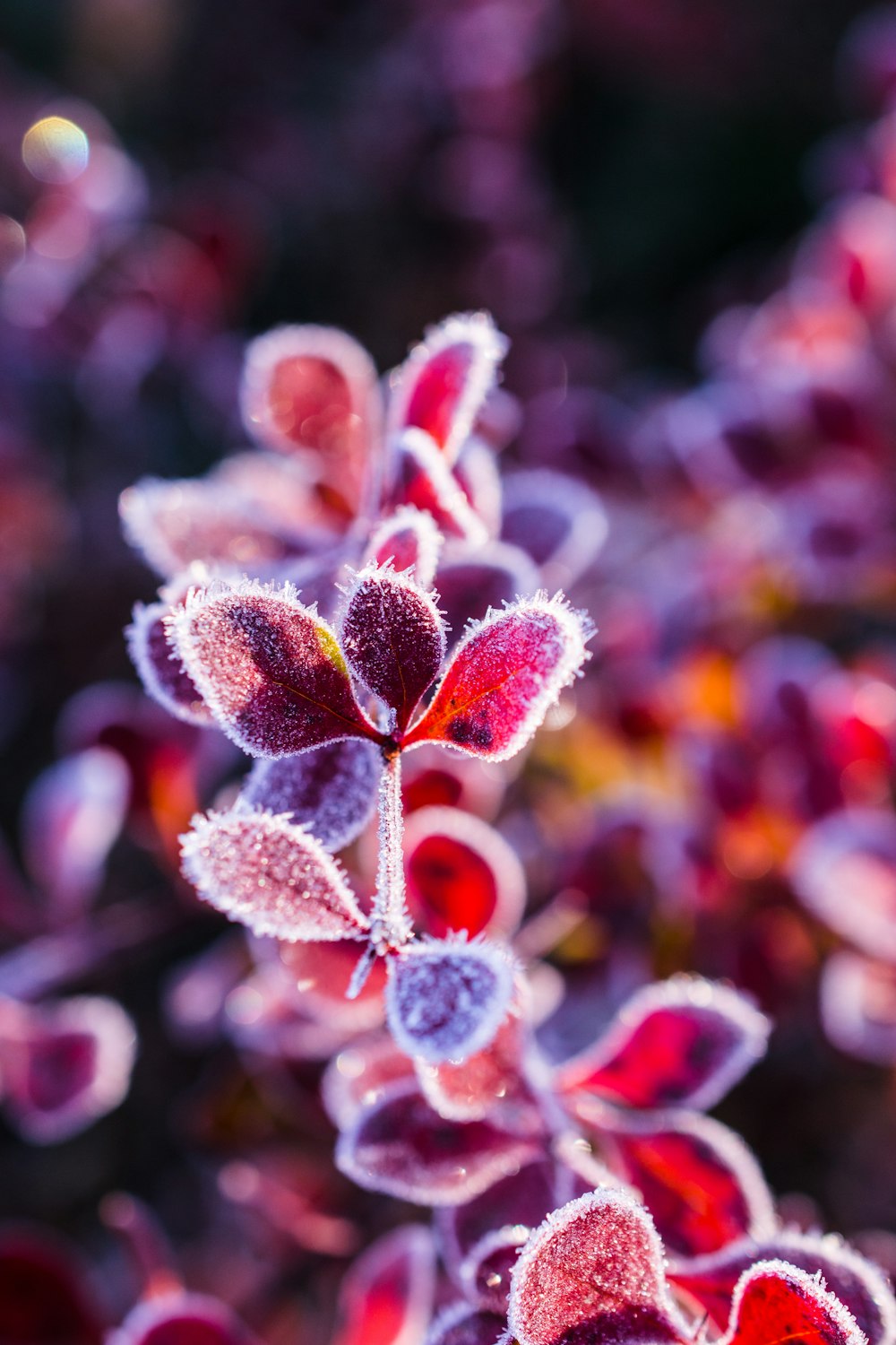 red-leafed plant