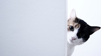 A curious cat with a calico pattern peers around the edge of a white wall, its ears perked up and eyes wide open, giving an impression of surprise or playfulness.