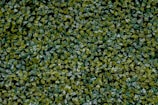 A dense and lush artificial green hedge with small, rounded leaves densely packed together, creating a textured and vibrant green surface.