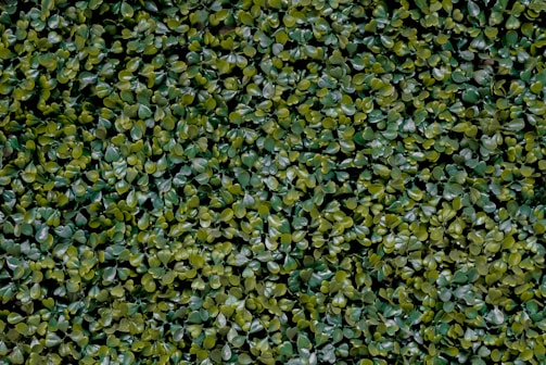 A dense and lush artificial green hedge with small, rounded leaves densely packed together, creating a textured and vibrant green surface.