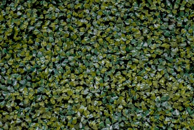 A vibrant green hedge neatly trimmed, ideal for outdoor events.