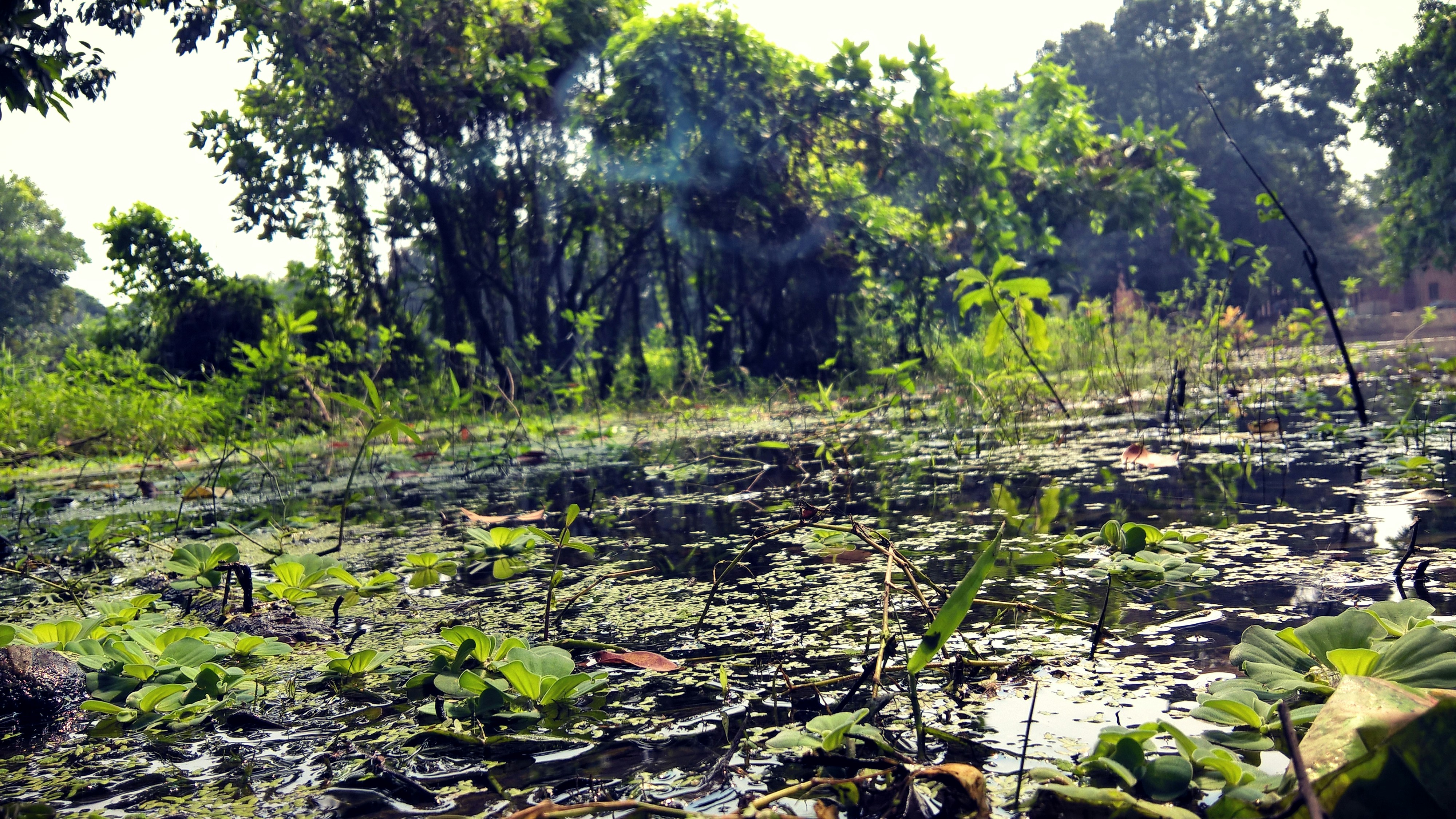 Free Unsplash photo from Jobair Md