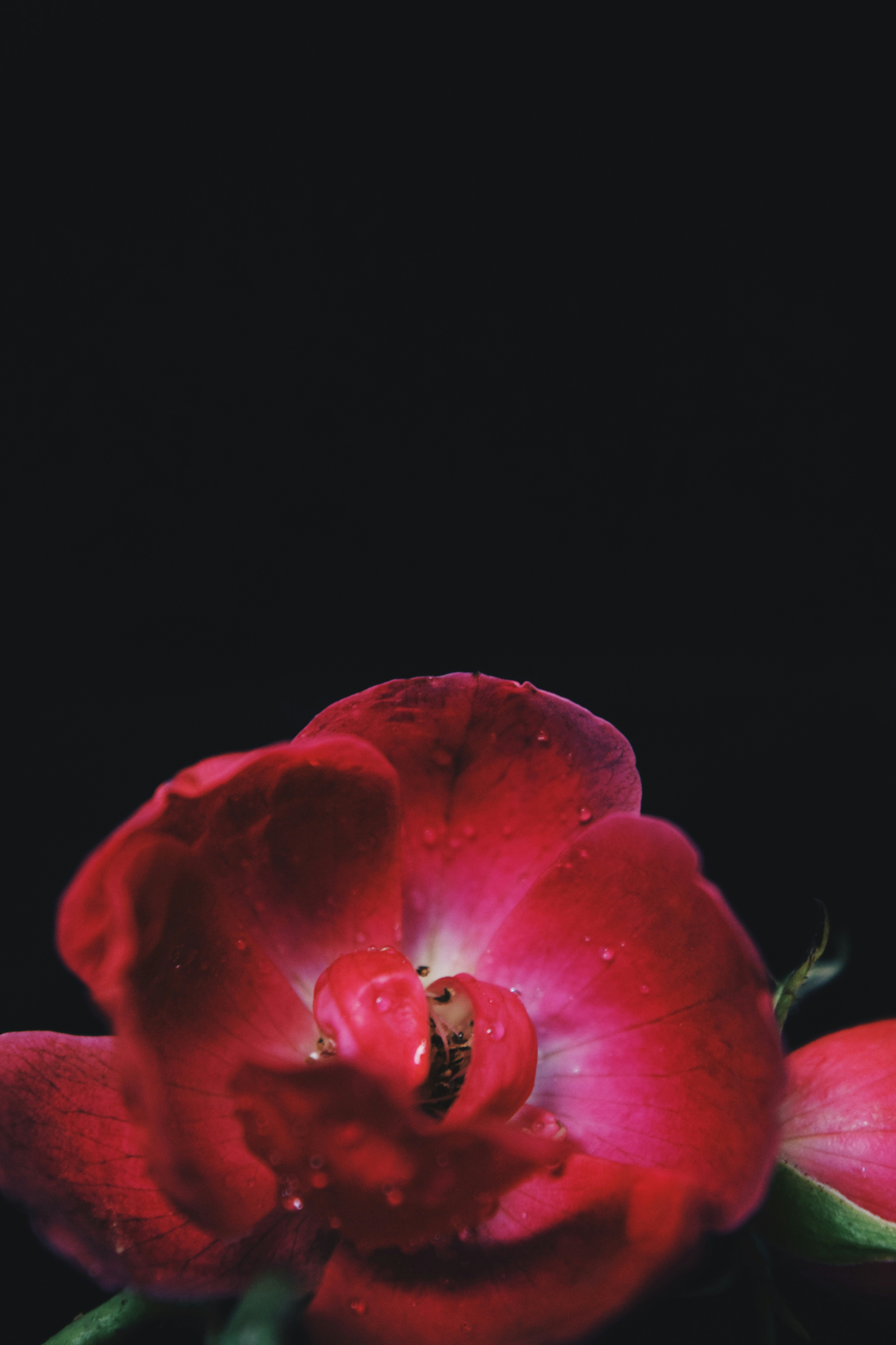 Free Unsplash photo from Niketh Vellanki