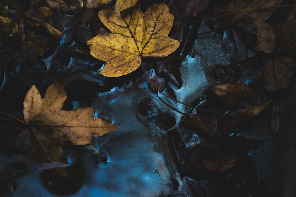 yellow maple leaf near body of water