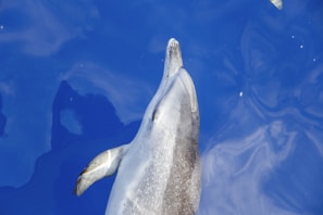 A dolphin is swimming in deep blue water, captured from an aerial perspective. The water appears calm with slight ripples, and the dolphin's sleek body is visible with its nose poking out of the water.