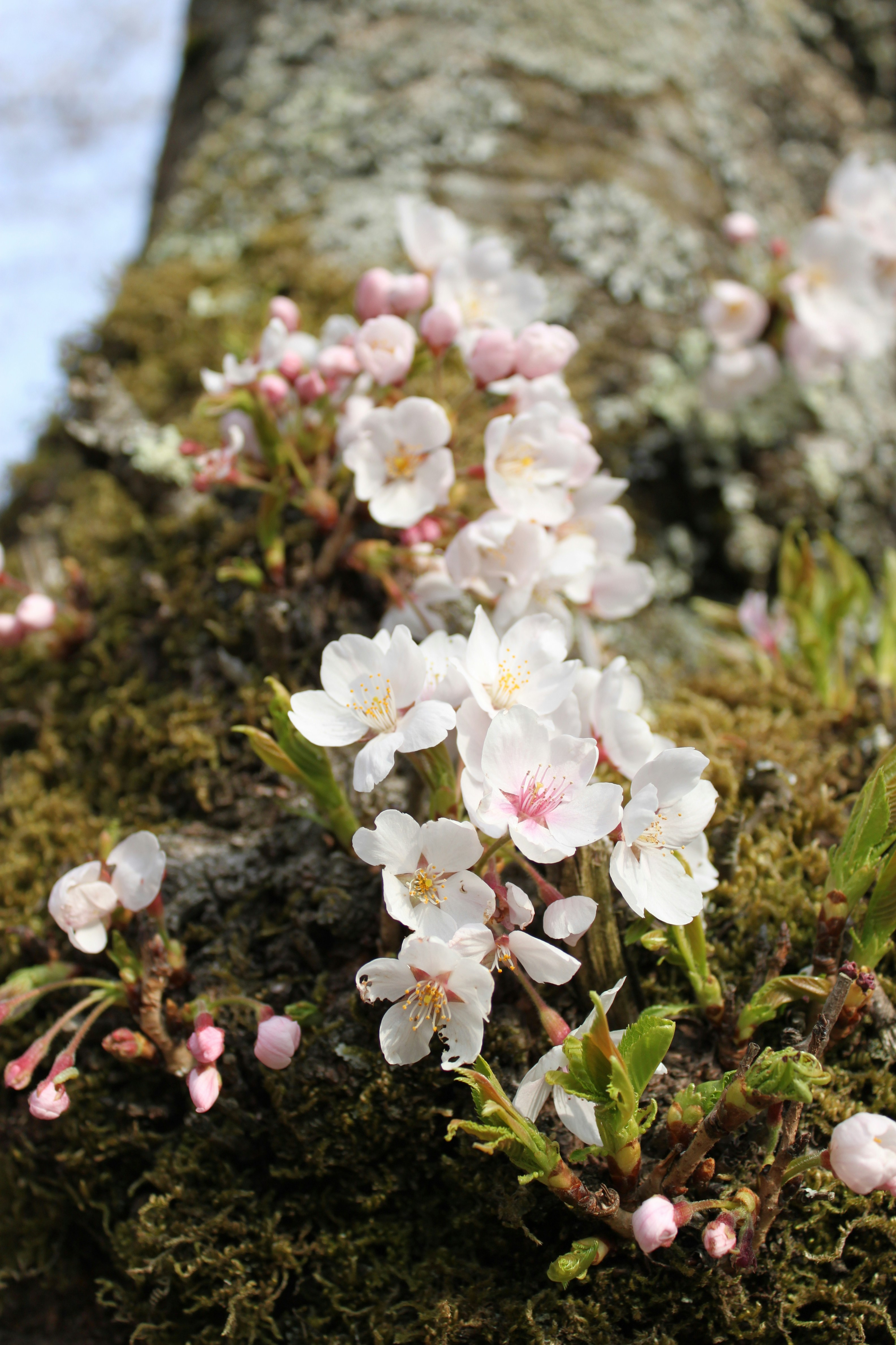 Free Unsplash photo from Yasukazu Nagatomi