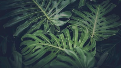 green leafed plant leaves teams background