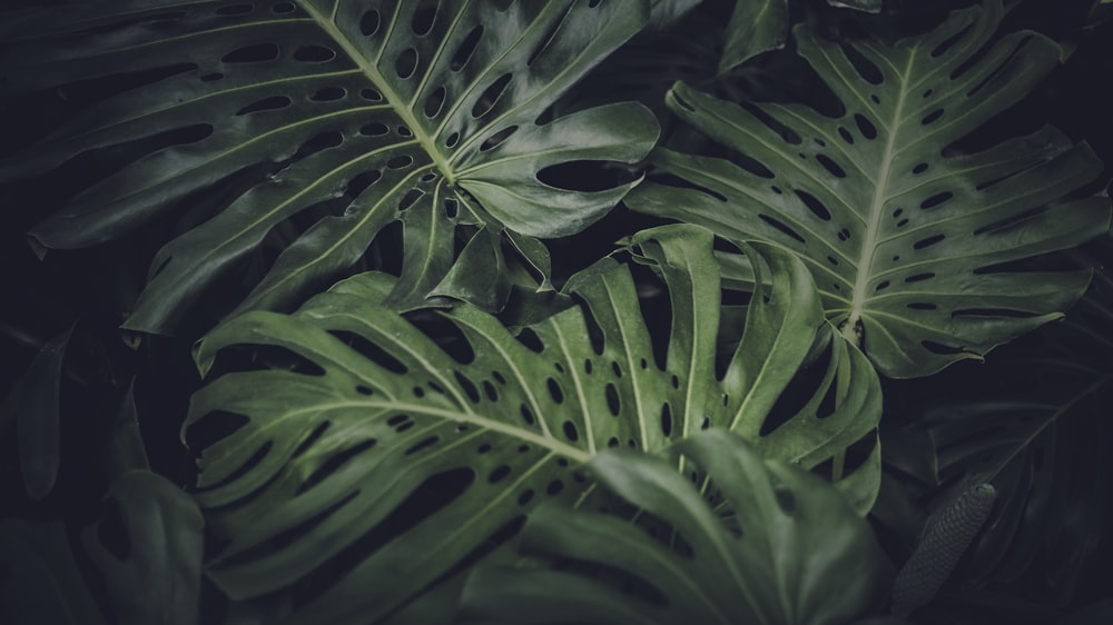 green leafed plant