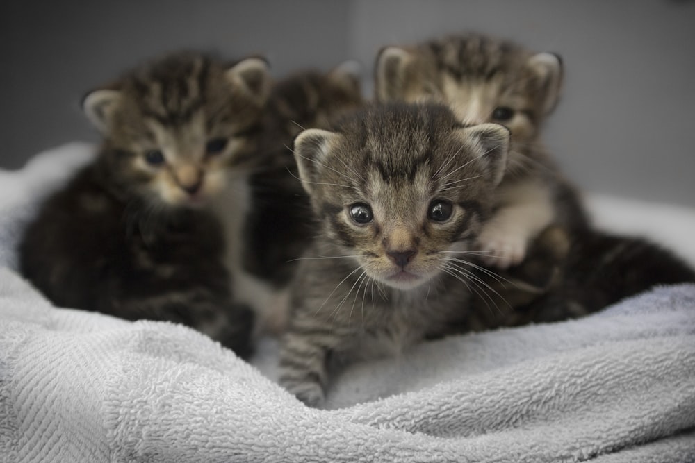 Cuatro gatitos atigrados marrones