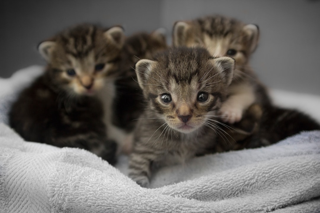 four brown tabby kittens