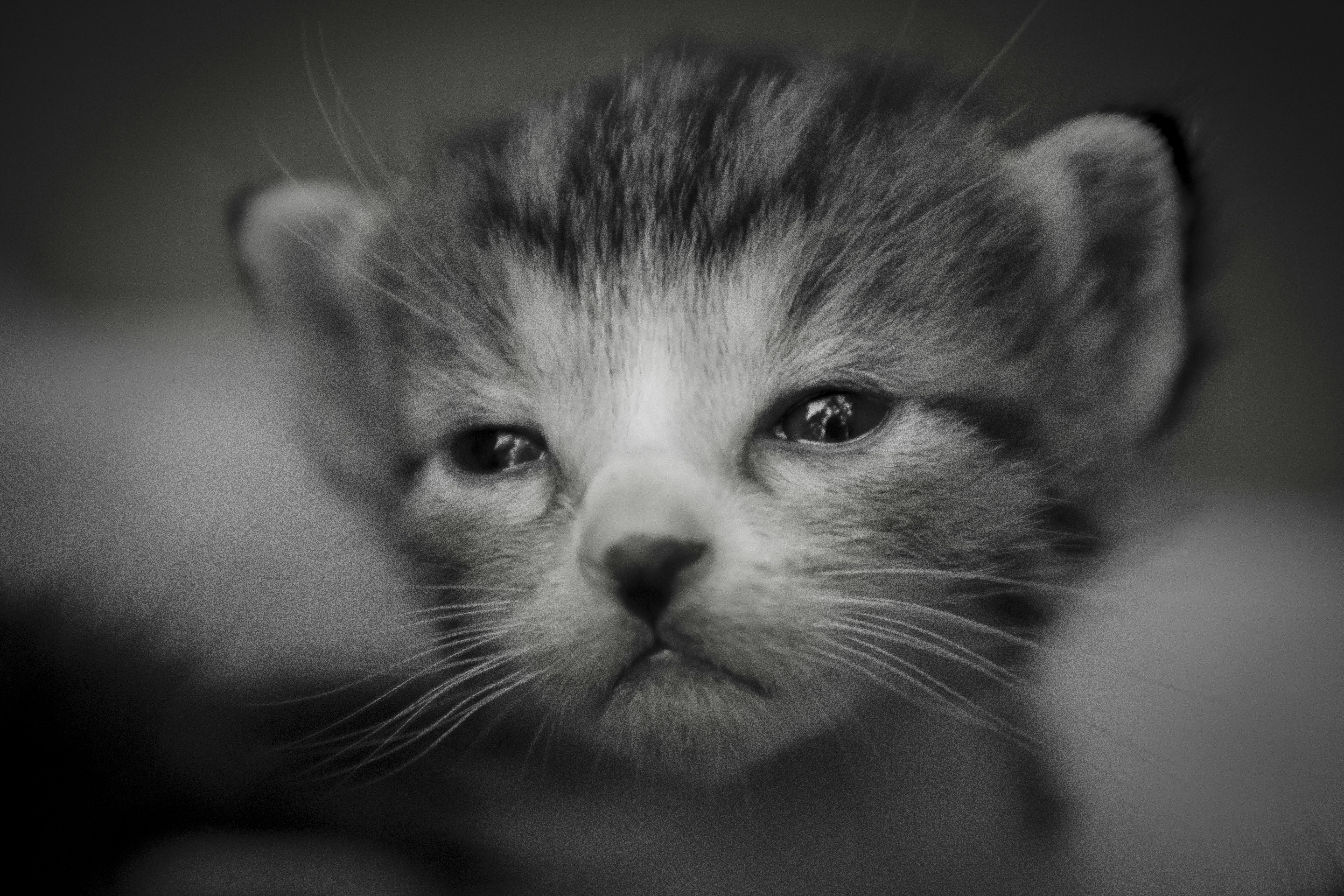 Free Unsplash photo from Q'AILA