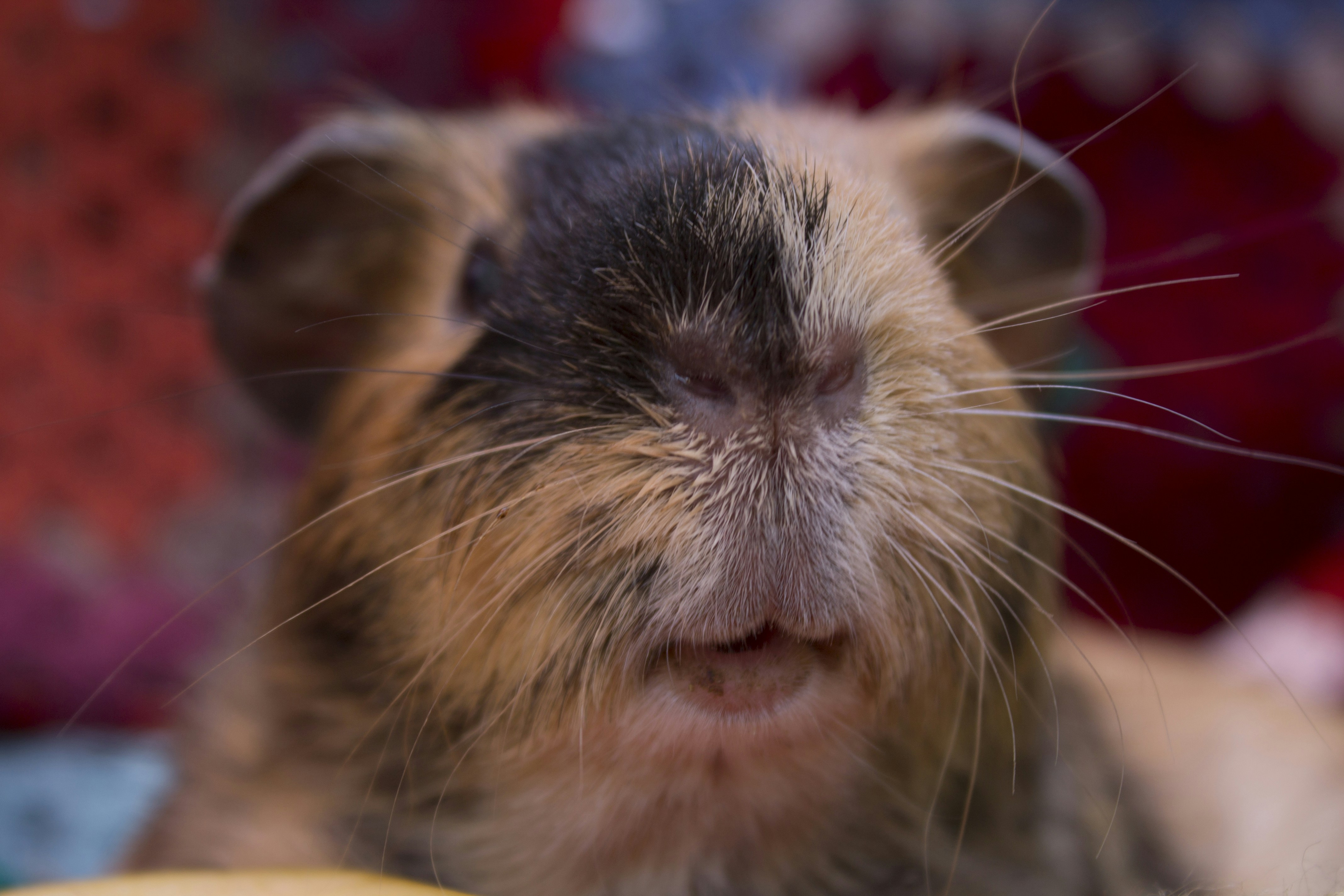 Free Unsplash photo from Ana Oliveira