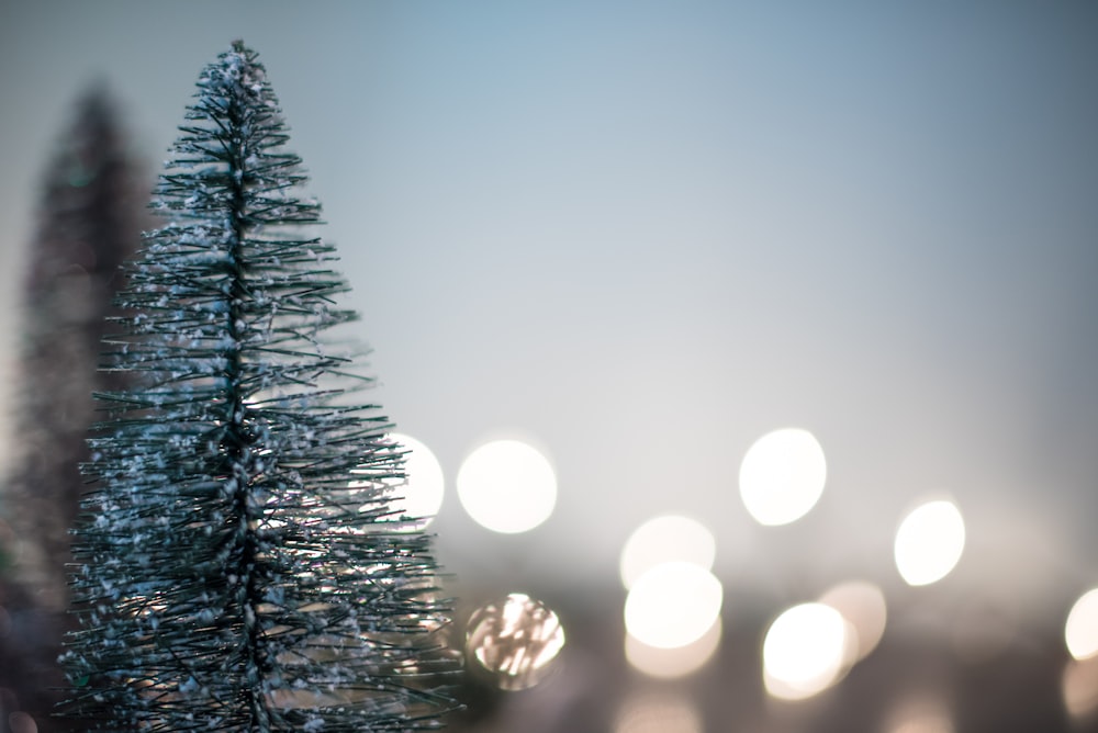 green Christmas tree with boke lights background