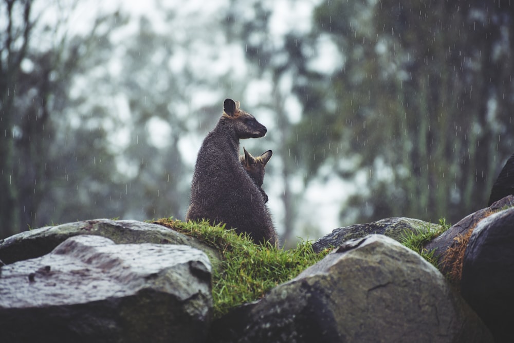 brown animal sitting on rock