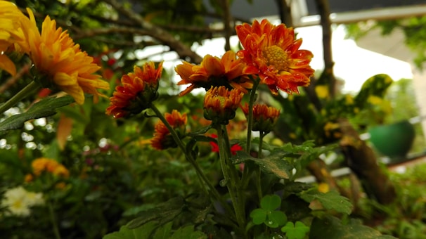 Sunlight filtering through orange and yellow petals arranged like letters in a mailbox.