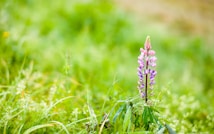 A single lupine flower with pink and purple petals stands tall amidst a lush, green meadow. Surrounding the flower, various grasses and small plants fill the background with a soft blur, creating a serene and natural setting.