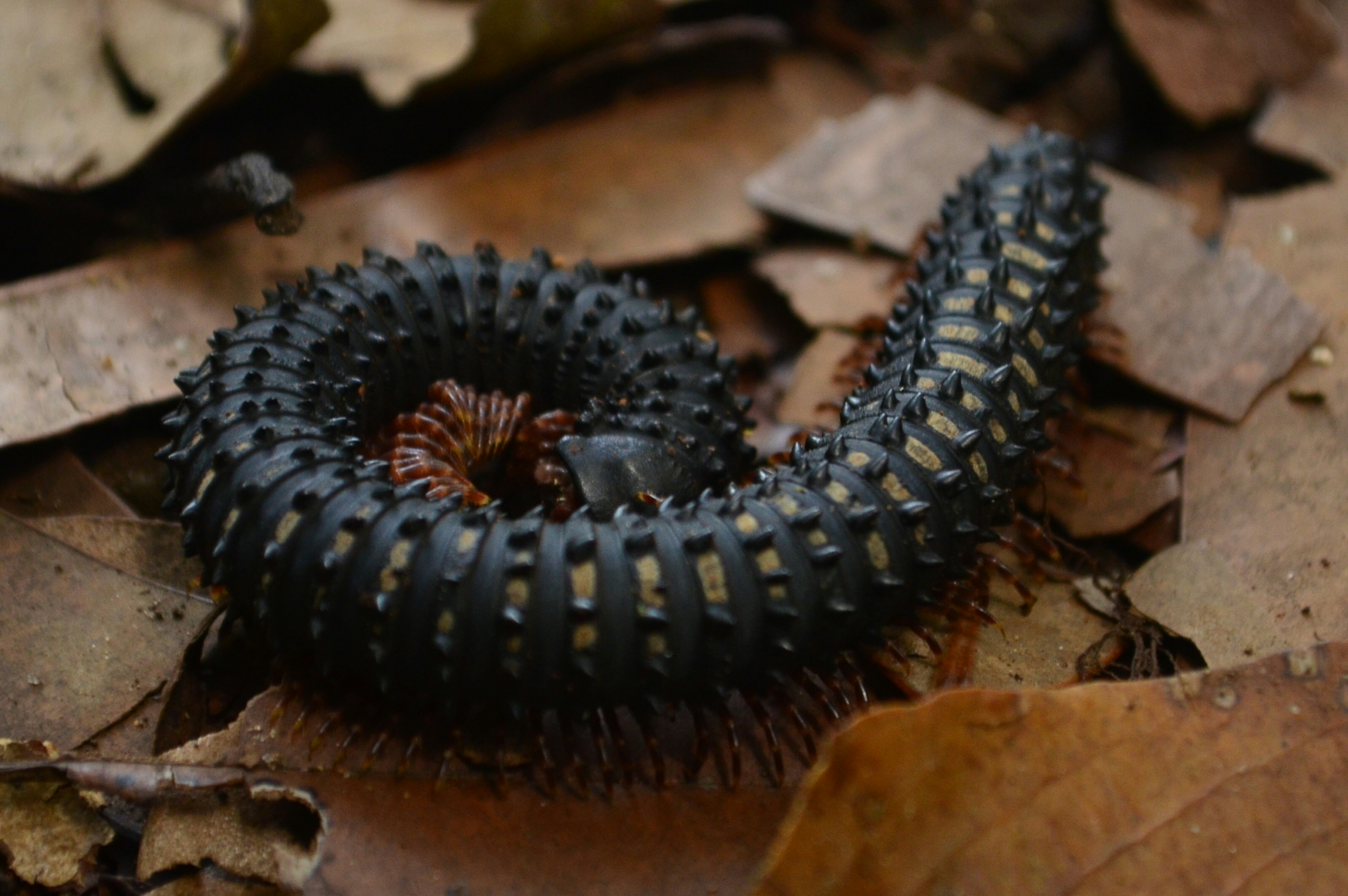 Free Unsplash photo from arun k s