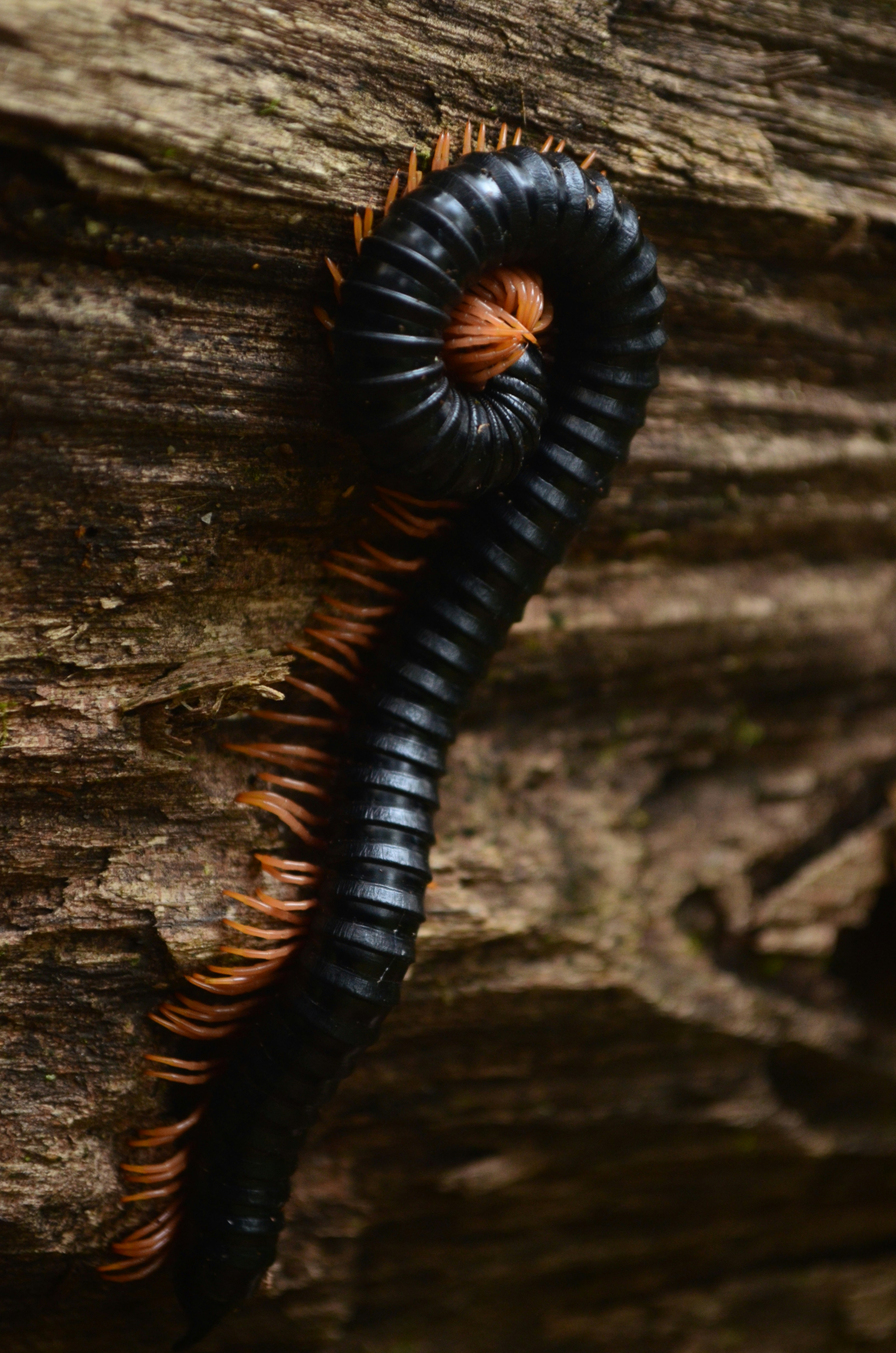 Free Unsplash photo from arun k s