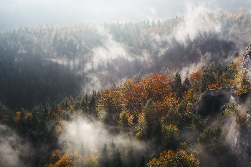 aerial photography of trees