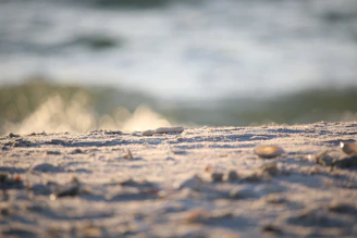 Close-up of tropical flowers and seashells on soft white sand with gentle ocean waves in the background.