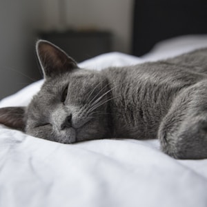 silver tabby cat lying on white textile