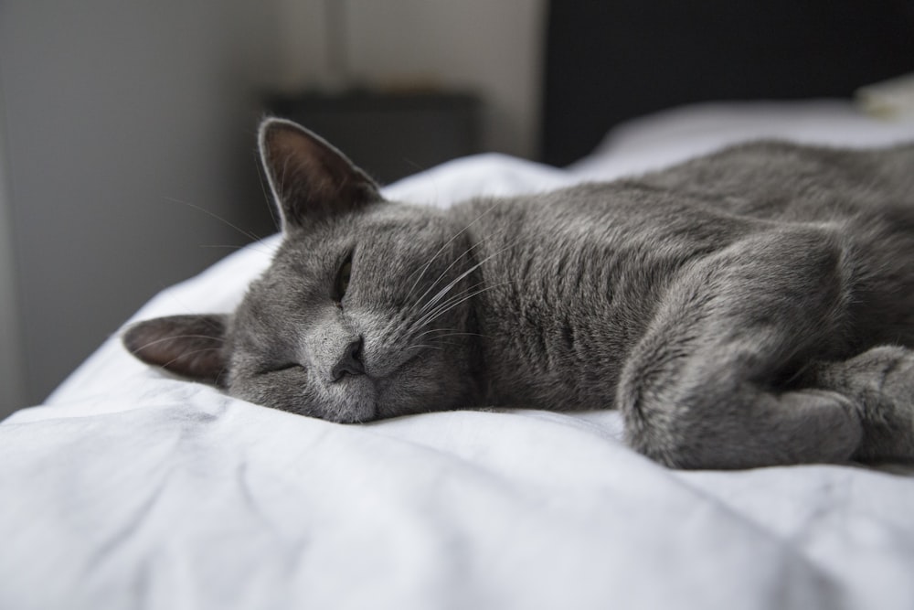 Silber getigerte Katze auf weißem Textil liegend