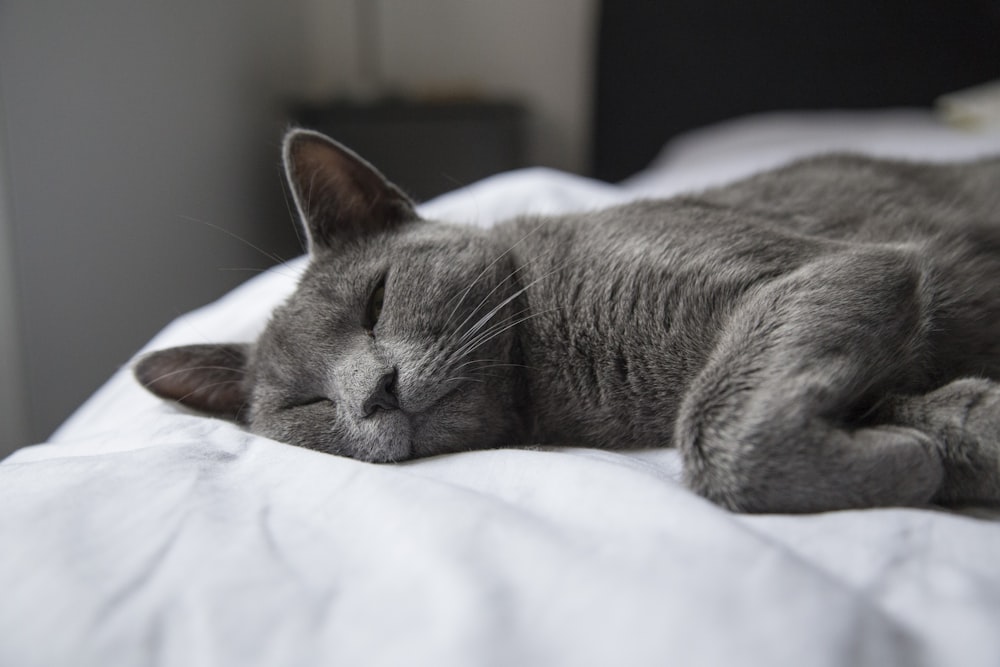 흰색 직물에 누워 있는 은색 줄무늬 고양이
