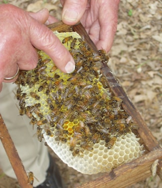 A close-up view of a beekeeper's hands holding a wooden frame filled with bees and honeycomb. The honeycomb is partially covered with bees busily working. The background is blurred with natural elements, likely outdoors.
