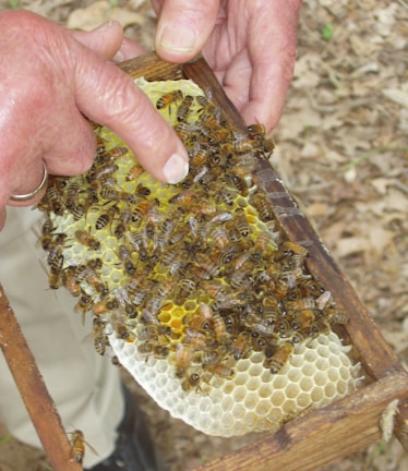 A close-up view of a beekeeper's hands holding a wooden frame filled with bees and honeycomb. The honeycomb is partially covered with bees busily working. The background is blurred with natural elements, likely outdoors.