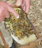 Close-up of a professional beekeeper carefully removing a beehive from a building facade.