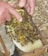 A close-up view of a beekeeper's hands holding a wooden frame filled with bees and honeycomb. The honeycomb is partially covered with bees busily working. The background is blurred with natural elements, likely outdoors.